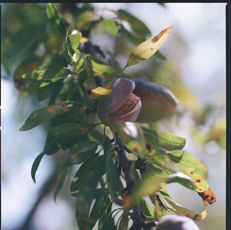 Almond Shower Oil - 250ml - L'OCCITANE