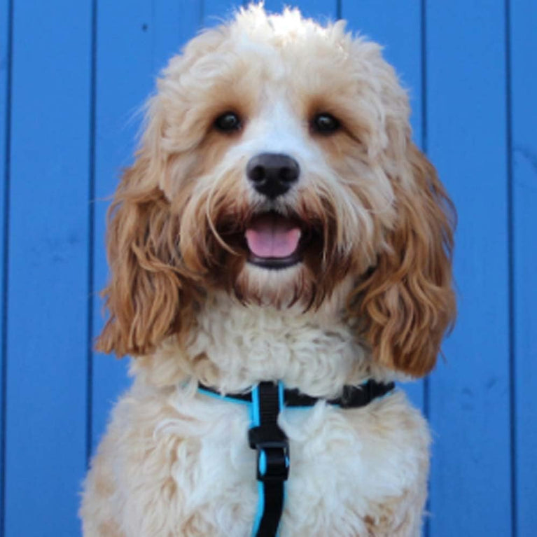 Heavenly Fragrance: Animology Body Mist, 150 ml