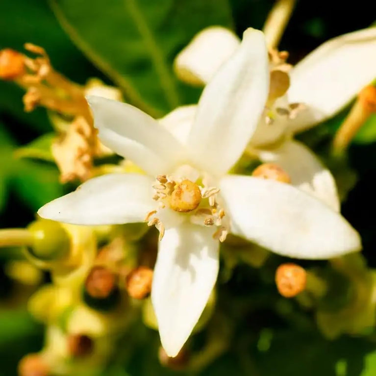 Yodeyma IRIS Perfume for Women - 50 ml Eau de Parfum