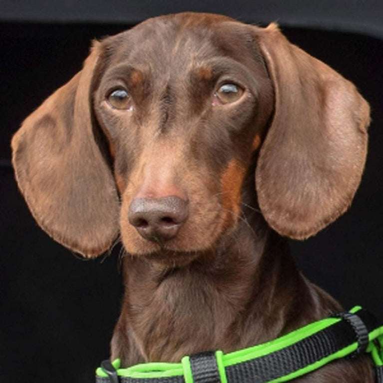 Heavenly Fragrance: Animology Body Mist, 150 ml