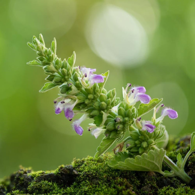 Indian Patchouli Aged Perfume Oil 3ml - Premium Quality, Long-lasting Fragrance with Velvet Gift Pouch