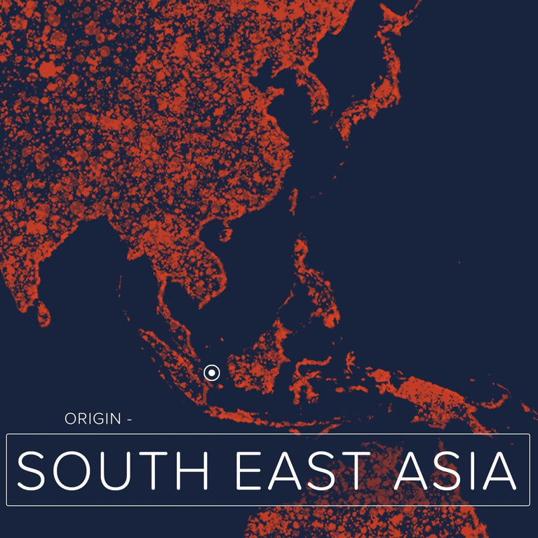 Naissance Liquid Fractionated Coconut Oil 250ml - 100% Pure Natural Moisturizer for Skin, Hair, and DIY Beauty Recipes