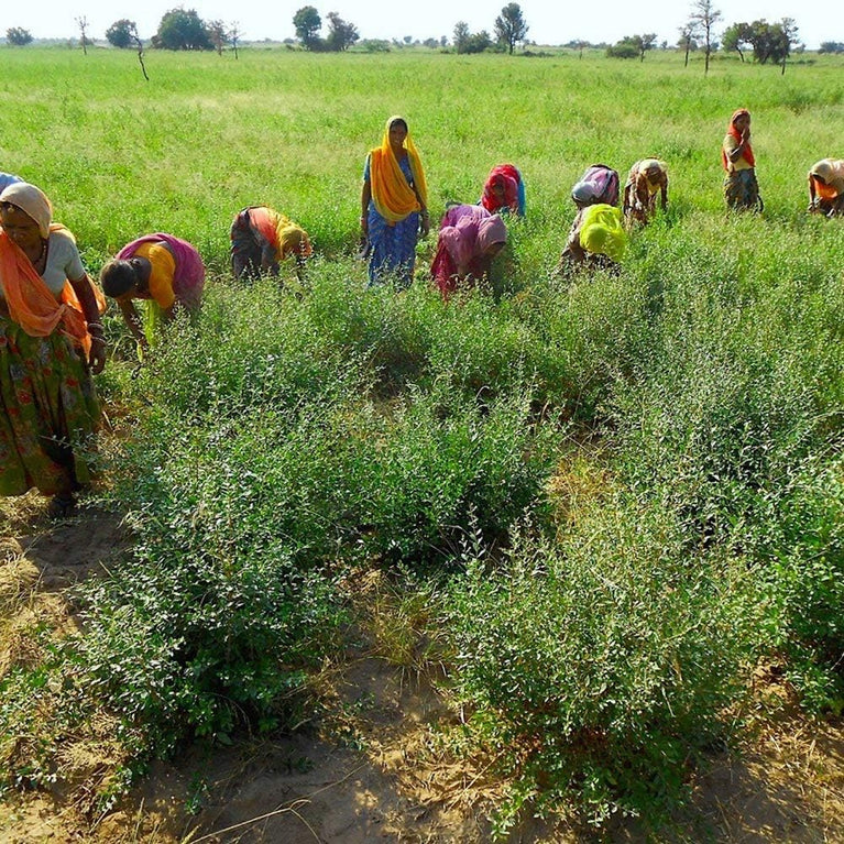 Henna Powder - Red Hair Dye - Fresh and Pure Organic - 7 ounce - Indian Natural Hair Care