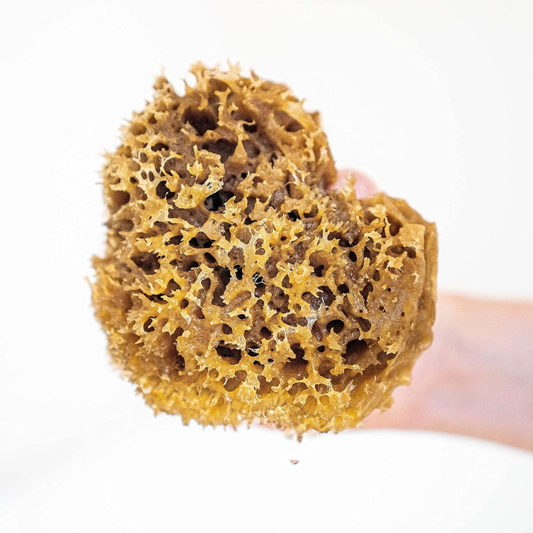 Luxurious Jordan Benedict Natural Sea Sponge for Bath and Shower
