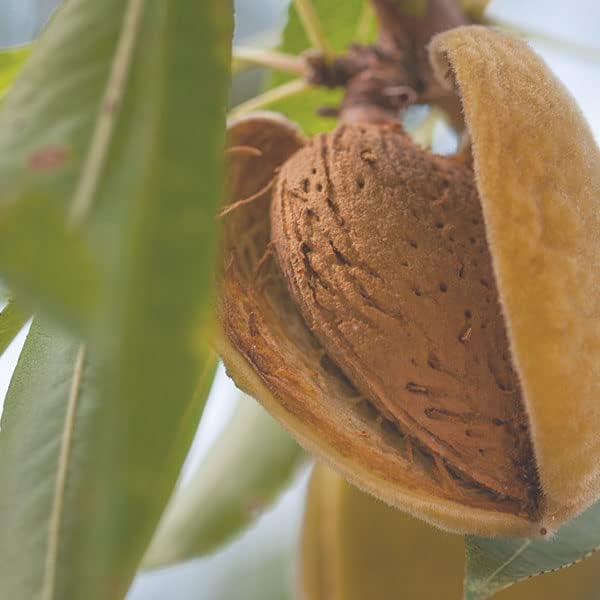 Sweet Almond Oil 900ml – Multipurpose Beauty and Wellness Solution - Natural Skincare and Haircare