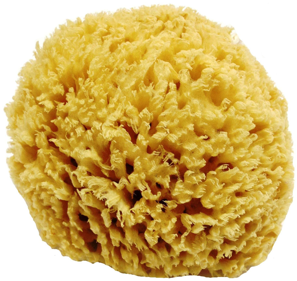 Natural Unbleached Honeycomb Sea Sponge - 100% Organic and Hypoallergenic